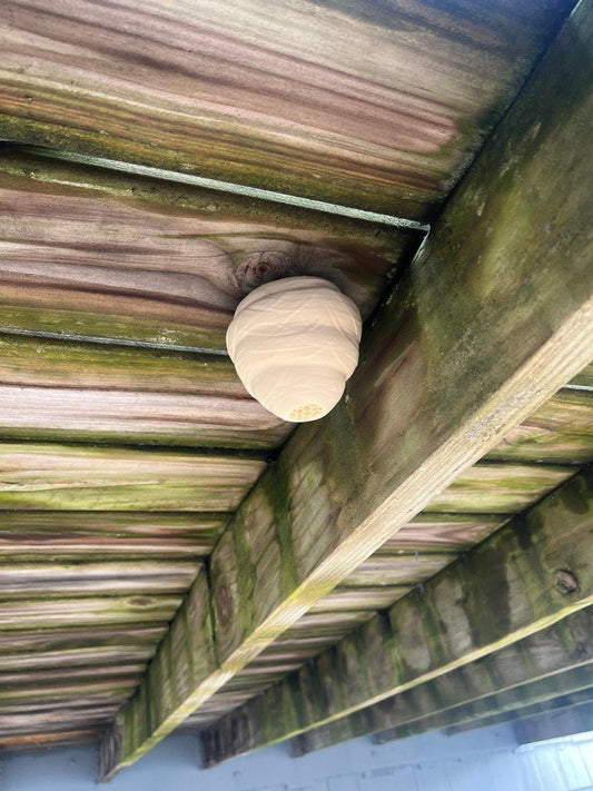 Decoy Wasp Nest Flat Surface Mountable Honey Comb Realistic Hive | 3D Printed Top Mount with Outdoor rated Tape by JCSFY